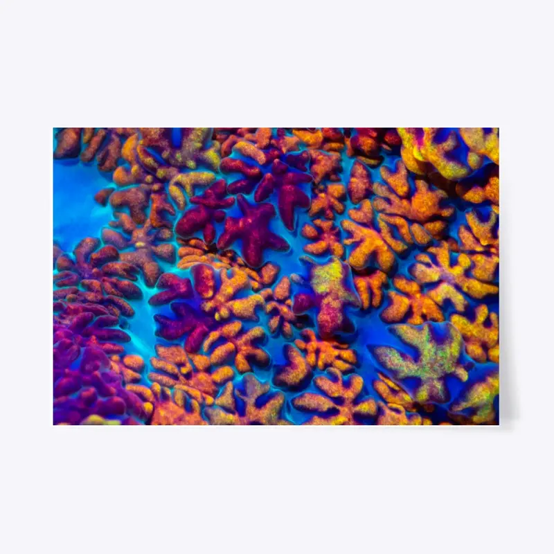 Rainbow Rhodactis Print