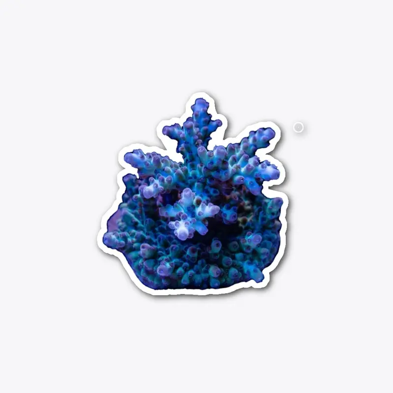 Acropora Sticker