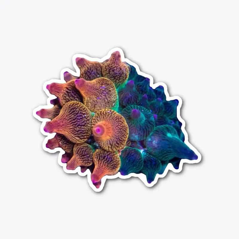 Nexus Sunburst Anemone Sticker