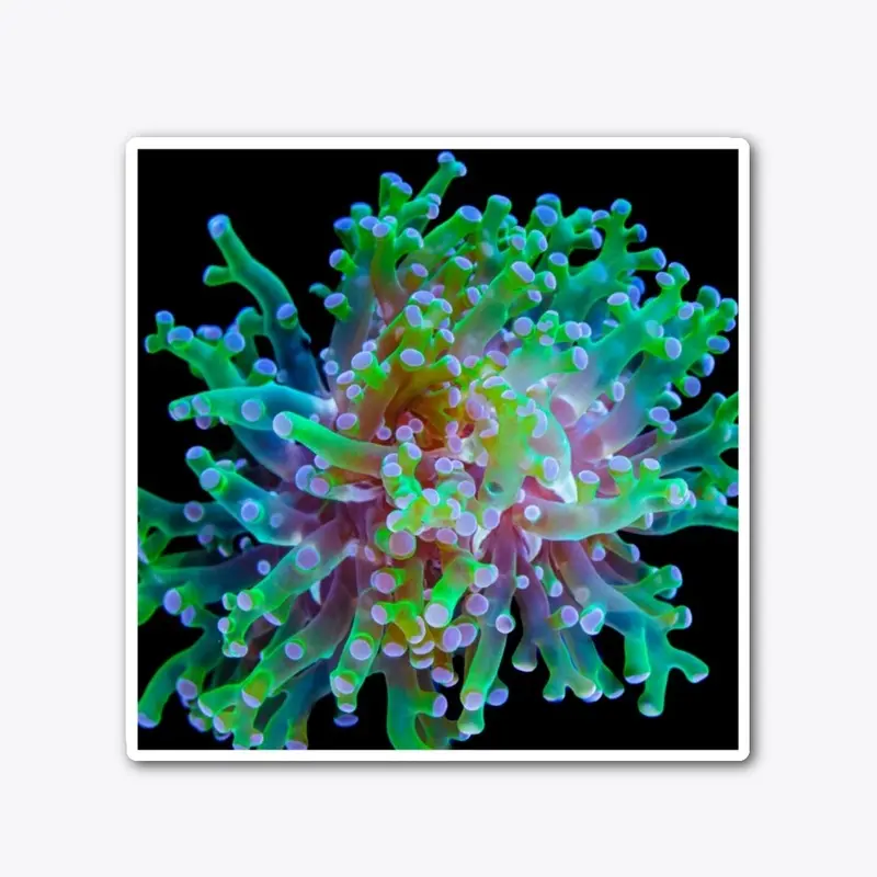 Frogspawn Coral Sticker